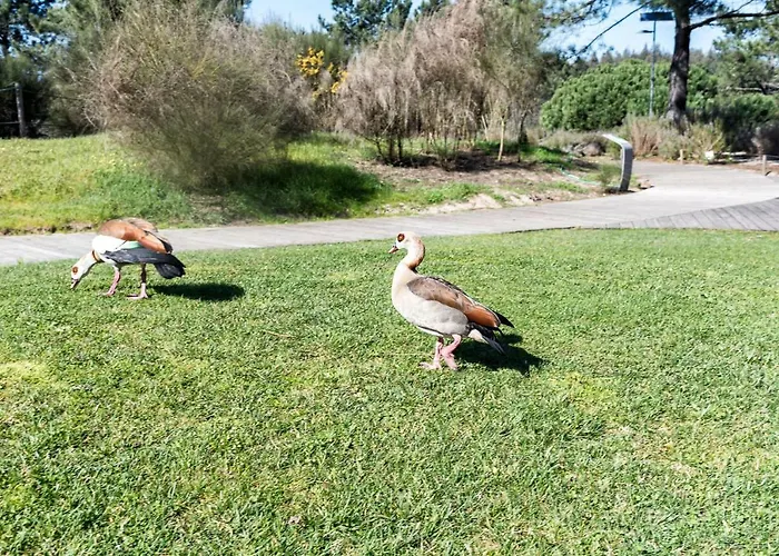 The Sea House * Cortegaça